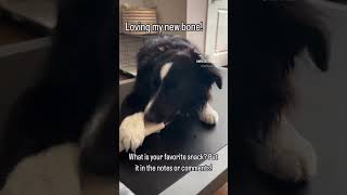 dogbone dogbones dogsnacks dog doglover trending dogfluencer cutedog cutepuppy miniaussies [upl. by Sheelagh710]