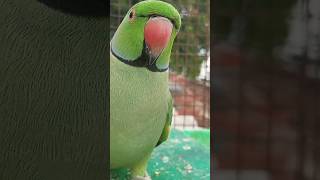 Pagal Kaun bata😂😂comedy funny ytshorts 🥰cutebirds greenparrot birds pigeon ringneckparrot [upl. by Niwdog]