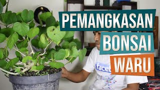 Bonsai Waru Hibiscus Tiliaceus  Pemangkasan  Update Juli 2017 [upl. by Ahsed]