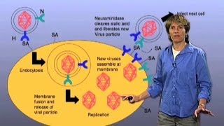 Influenza infection model  Carolyn Bertozzi BerkeleyHHMI [upl. by Anaimad]