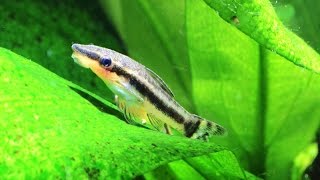 Otocinclus Oto cat Dwarf Suckermouth Species Spotlight [upl. by Ahsen512]