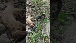 Mongoose and Black Cobra Snake fighting in the forest [upl. by Narib]