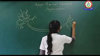 ACTION POTENTIAL DEPOLARIZATION [upl. by Uticas]