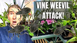 VINE WEEVIL  control and treatment [upl. by Ahsha]