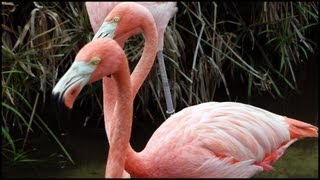 Pink Flamingos Phoenicopterus ruber [upl. by Lhamaj]