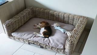 BEAGLE PUPPY PLAYING FETCH AT 10 WEEKS OLD CUTE BEAGLE PUPPY LOUIE [upl. by Goldston]