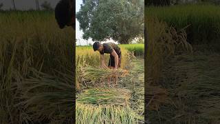 Dhan ki katae🌾😱 villagelife minivlog shorts hardwork [upl. by Eiboj359]