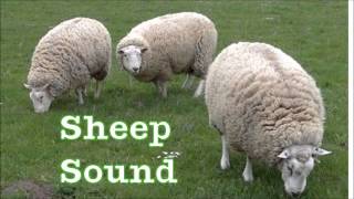 Sheep sound [upl. by Ellehctim]