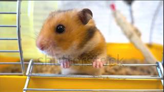 Hamster sirio [upl. by Scoter]