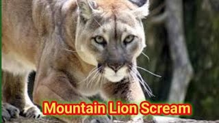 What sound does a mountain lion make [upl. by Flint]