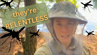 Solo camping with loons and 50000 mosquitoes in the Adirondacks wilderness [upl. by Nesnaj]