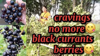 BLACK CURRANTS BERRIES  CRAVINGS SATISFIED [upl. by Yokoyama]