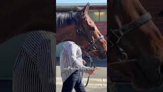 Sharp quotNquot Smart has arrived horsetraining horseracing horse horses flemington shorts [upl. by Oak]