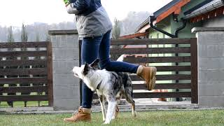 Frey Border Collie  8 Months [upl. by Eimorej]