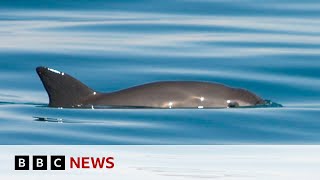 Extinction alert issued over endangered vaquita porpoise  BBC News [upl. by Edijabab]