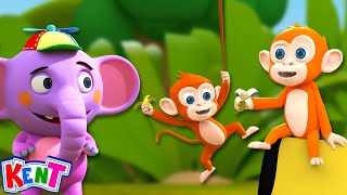 Monkey Monkey Monkey Song  More Daily Kids Songs And Rhymes By Kent The Elephant [upl. by Eilarol]