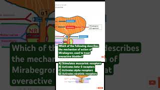 Mechanism of action of Mirabegron in OAB [upl. by Annaynek]