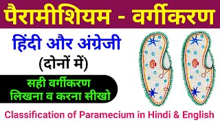 पैरामीशियम का वर्गीकरण  paramecium ka classification  paramecium ka vargikaran  biology scienceSK [upl. by Ecitnerp542]