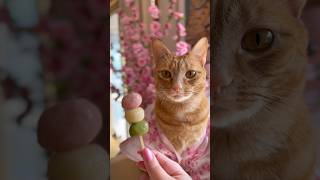 Let’s make Hanami Dango and look at the cherry blossoms 🌸🍡🐈 cats japan [upl. by Ettenej395]