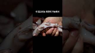 연체동물  07 훔볼트오징어 Humboldt squid [upl. by Cilurzo76]