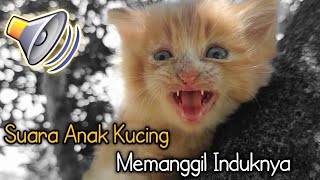 Suara anak kucing memanggil induknya [upl. by Madi804]