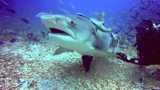 The Cathedral  Beqa Lagoon Resort shark dive [upl. by Eelirem]