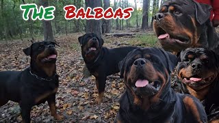 Balboa Rottweiler in the woods [upl. by Wilda]