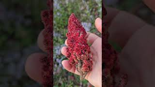 Staghorn Sumac Rhus typhina [upl. by Mamie425]