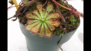 Drosera spatulata timelapse [upl. by Basilio76]