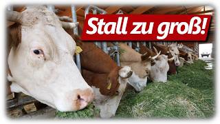 Stall zu groß für die Kühe  Milchvieh Doku Kuh bis Käse Mehr Tierwohl So geht es richtig [upl. by Anoy]