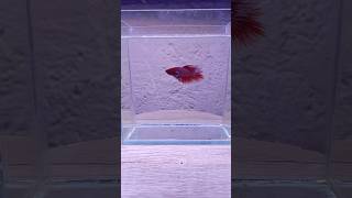 A fierce red betta flares its fins in a stunning display bettafish bettatank [upl. by Noir]