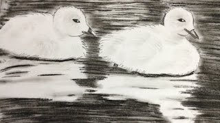 How To Draw Swan Or Hans  Bird With Pencil And Charcoal [upl. by Natalina]