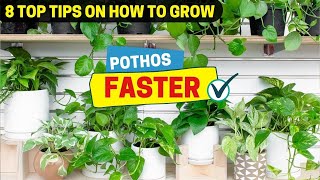 8 Top Tips on How to Grow Pothos Faster [upl. by Courtney]