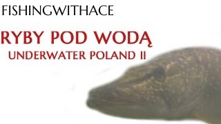 Ryby pod wodą HD  Underwater Poland  Podwodny raj 2  Catch amp Release [upl. by O'Hara]