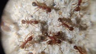 Aphaenogaster ashmeadi update video 422  new nest [upl. by Monie]