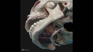 Action of mylohyoid muscle [upl. by Nomra12]