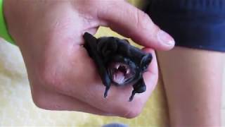 Baby bats running amok [upl. by Bekha358]