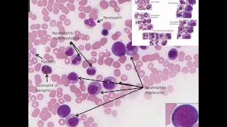 Hematopoiesis Simplified  Part 2 Granulopoiesis [upl. by Carmen876]