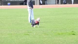 20140220 morisigeヘッドコーチと岩瀬犬きなこ５ ＠北谷 [upl. by Atwood]