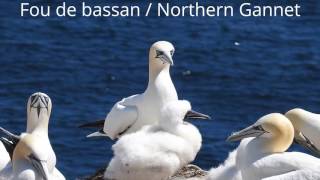 Oiseaux du Québec  10 Aquatiques [upl. by Theresina]