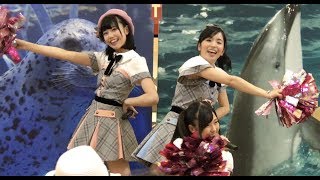 20170603 AKB48 Team8 『夢へのルート〜恋する充電プリウス』 [upl. by Neirol]