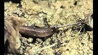 Lumbricus terrestris borrowing [upl. by Aida]