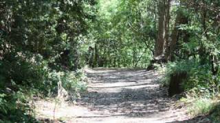 Hike in Tilden Park Berkeley Hills CA [upl. by Jonathan671]