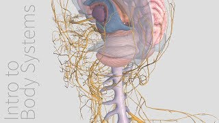 Introduction to the Nervous System  Animated Tutorial  Complete Anatomy [upl. by Eob]