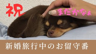 【チワワのお留守番】パパ・ママの新婚旅行中 犬 ぴの かわいい [upl. by Naus]