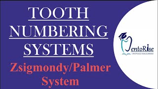 Tooth Numbering System  Zsigmondy Palmer  Tooth Notation System [upl. by Annaer]