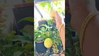 Passaion fruit  passion fruit malayalam shorts fruits plants malayalam [upl. by Nivk]