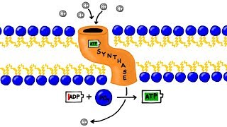 ATP Synthesis and Chemiosmosis in Photosynthesis [upl. by Ahtnams352]