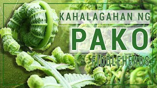 What are the benefits of Fiddleheads fern  benepisyo ng Pako [upl. by Yank]