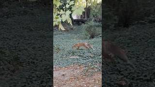 Vulpea în grădina botanică din Craiova [upl. by Lenroc]